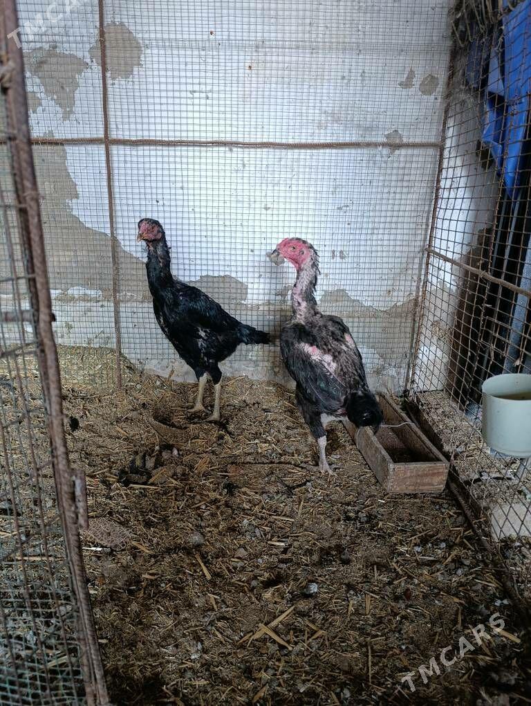 Dekan tovuk - Туркменабат - img 7