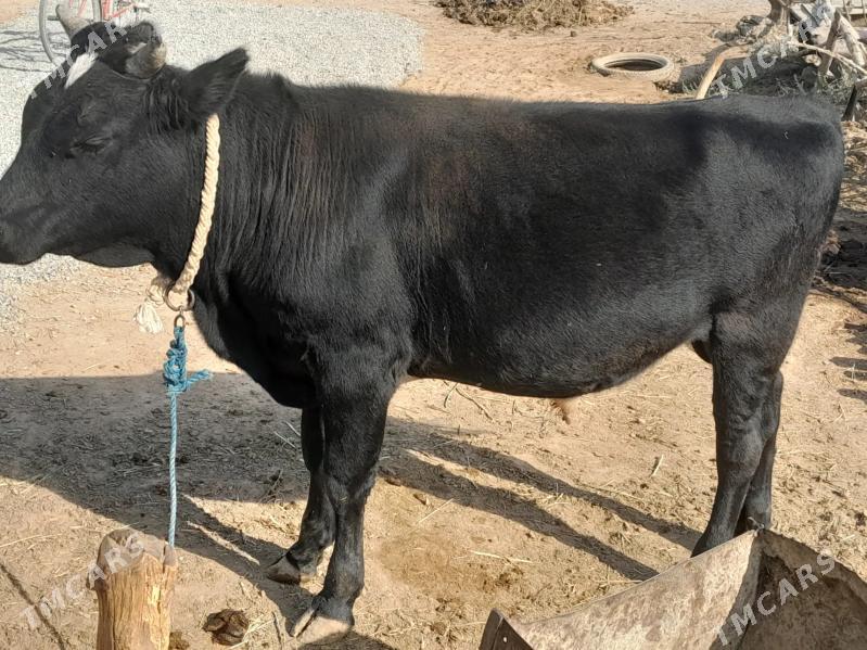 Ökiz - Бабадайхан - img 2