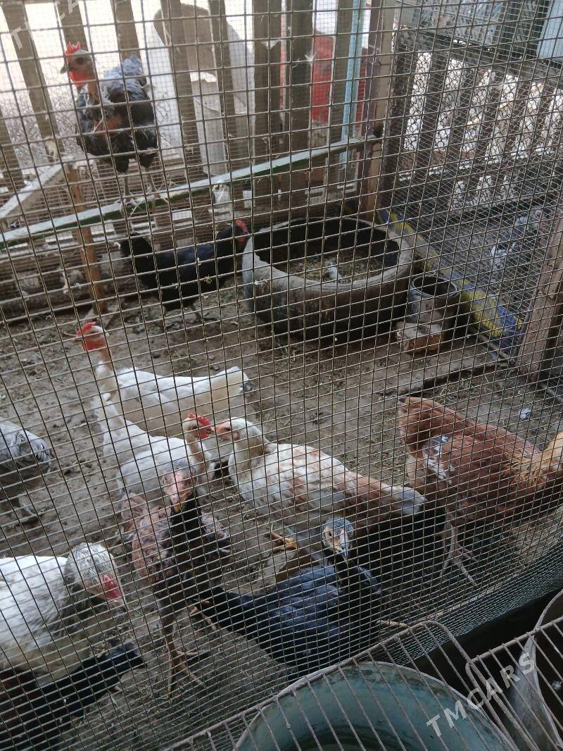 dogyan tovuk - Сакар - img 2