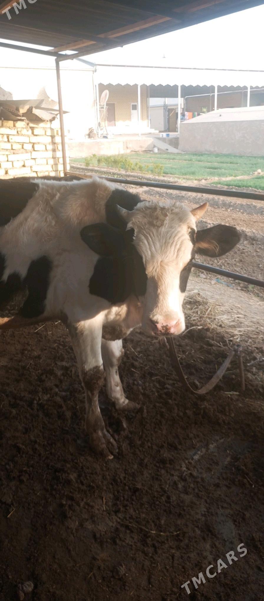 Ökiz - Векильбазар - img 5