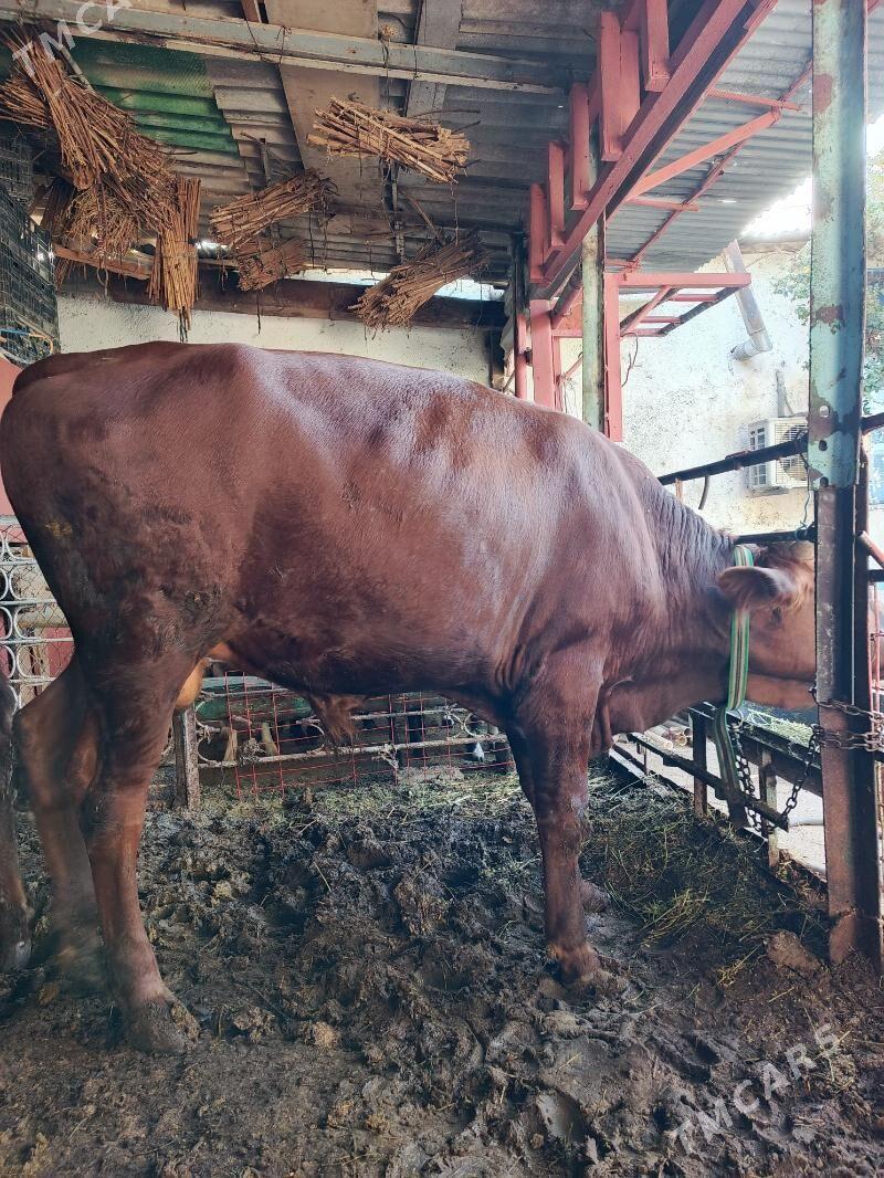 bakımda duran okiz - Хитровка - img 4