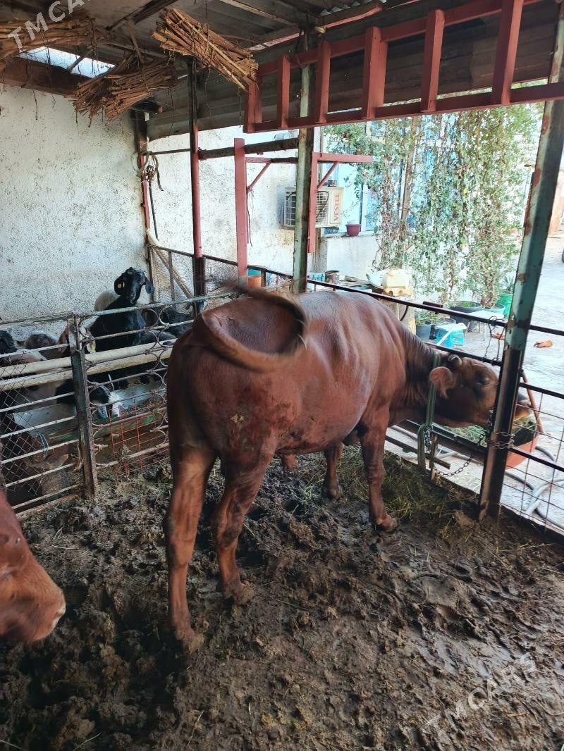 bakımda duran okiz - Хитровка - img 2