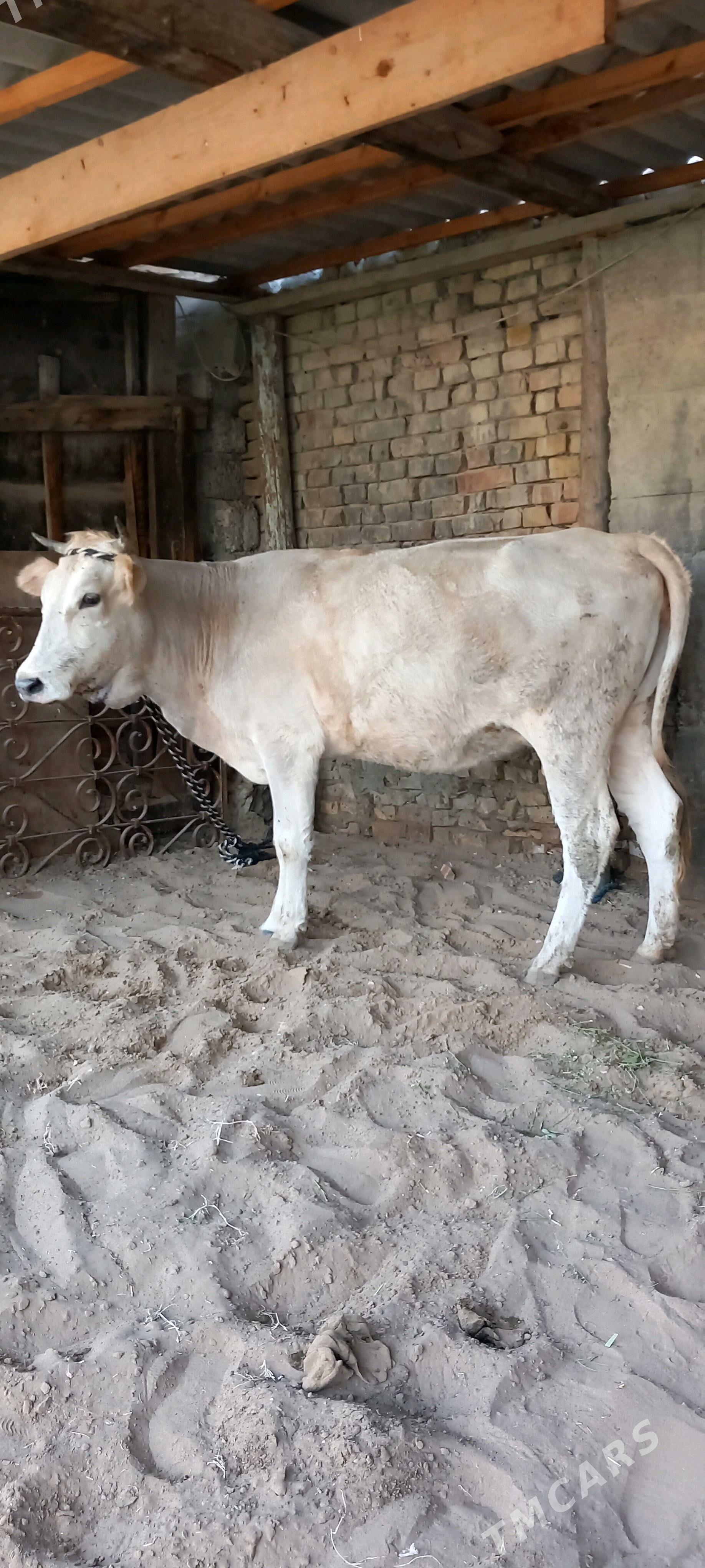 GYSYR SYGYR. - Gökdepe - img 1