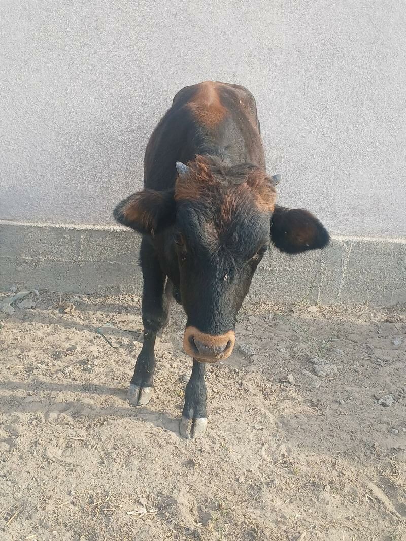 Okuz - Ýalkym - img 5