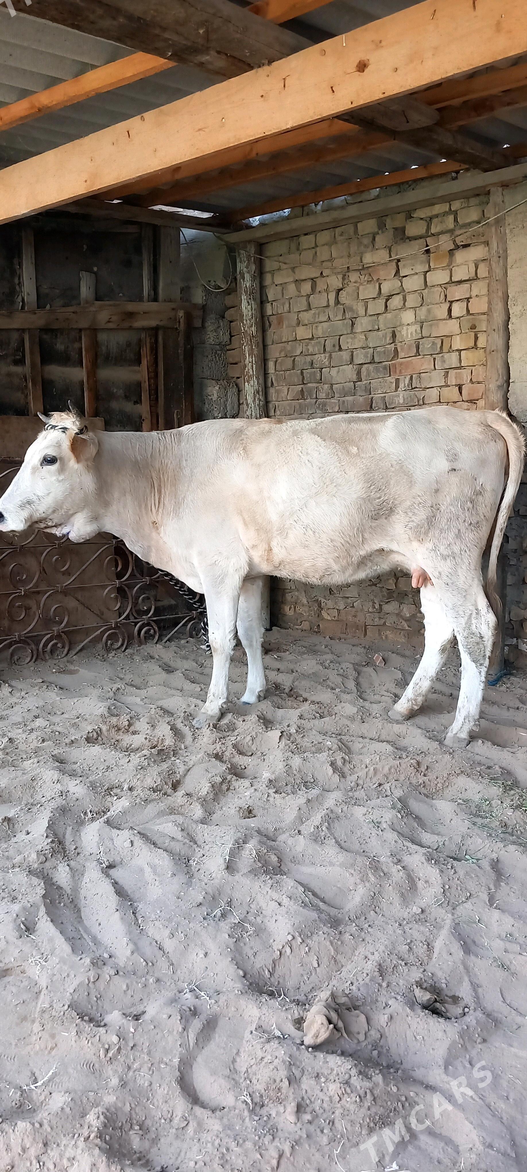 GYSYR SYGYR. - Gökdepe - img 4