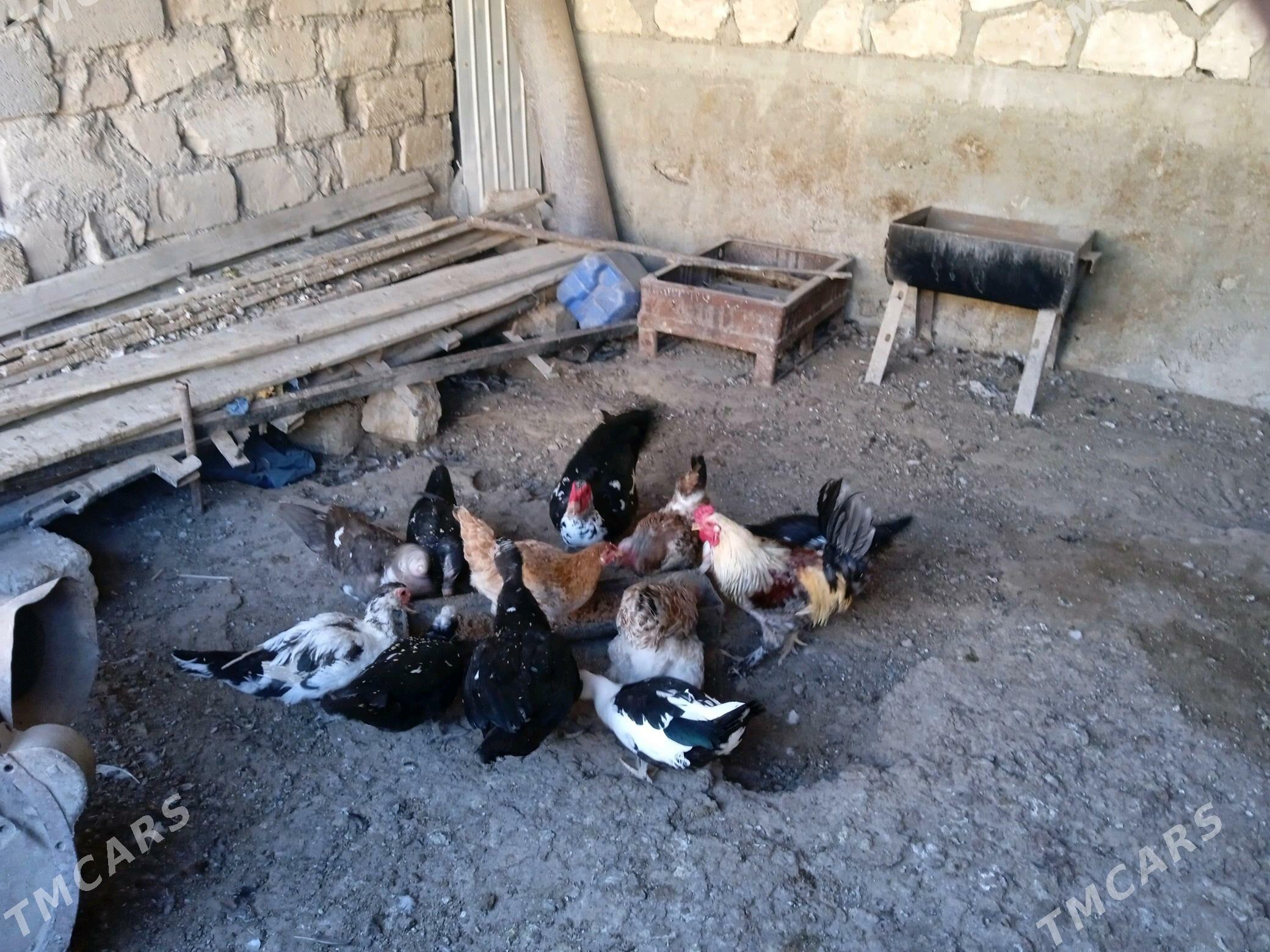 juyje - Balkanabat - img 2