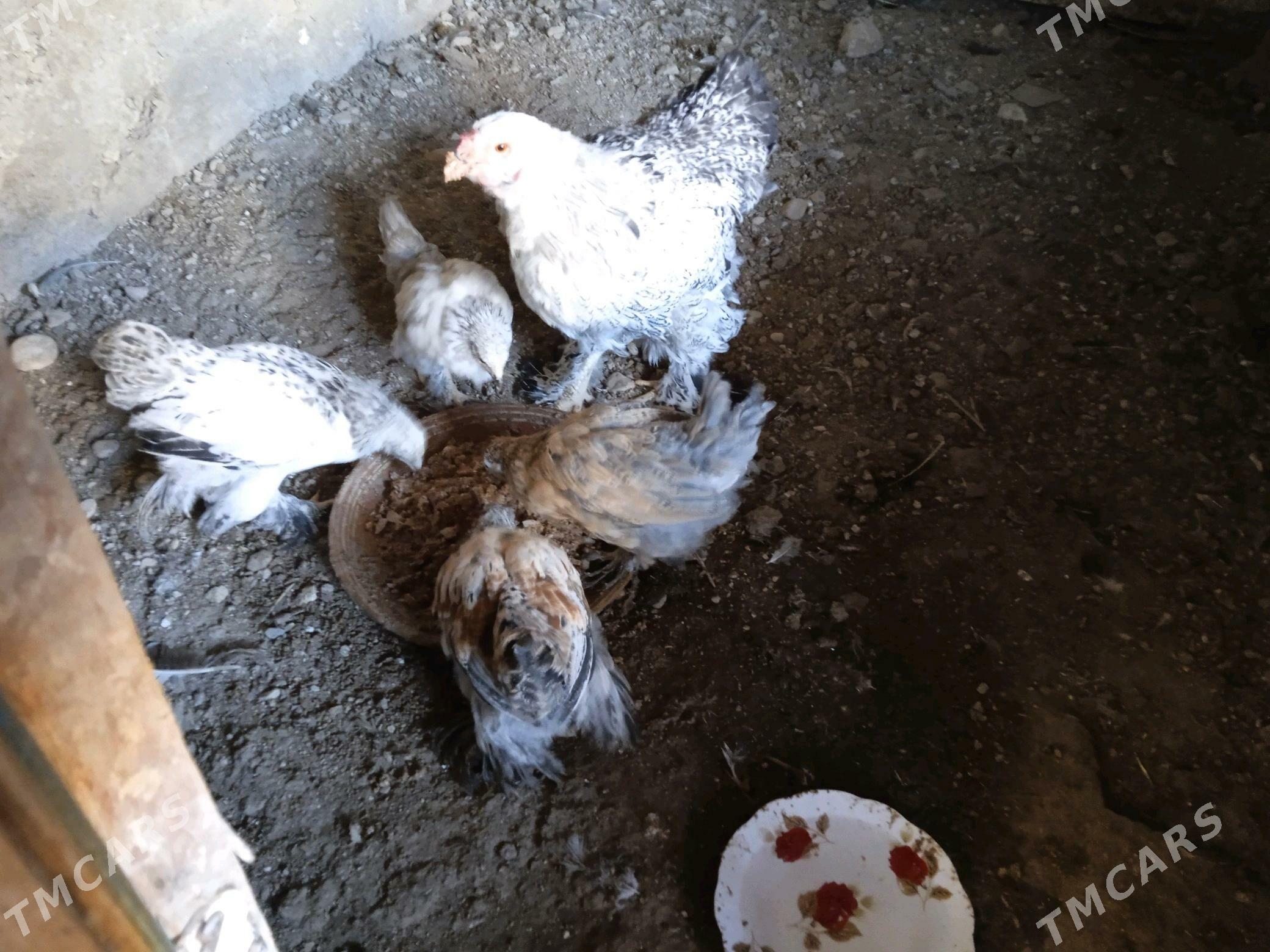 juyje - Balkanabat - img 1