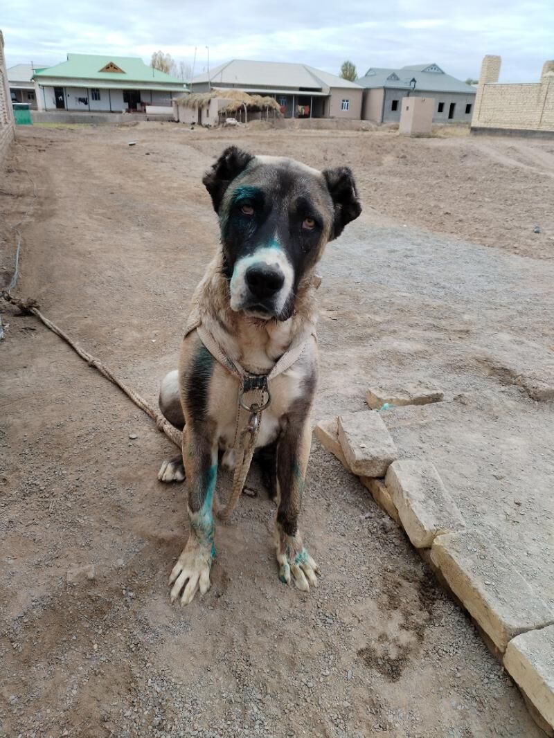 Alabai - Гурбансолтан Едже - img 1