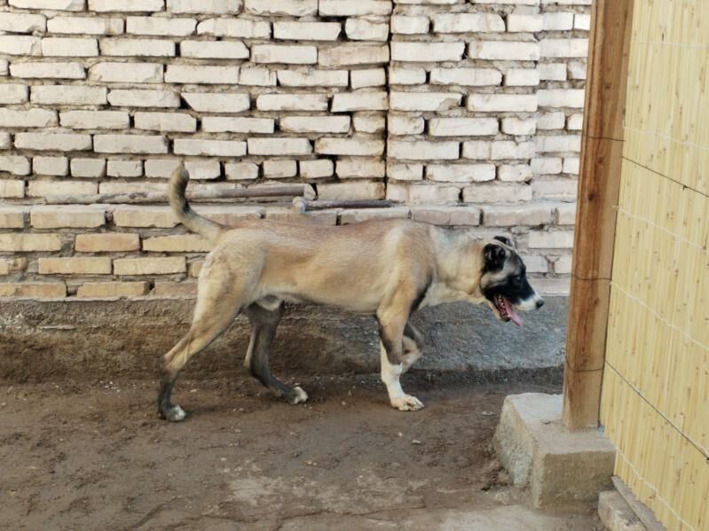 Alabai - Гурбансолтан Едже - img 6