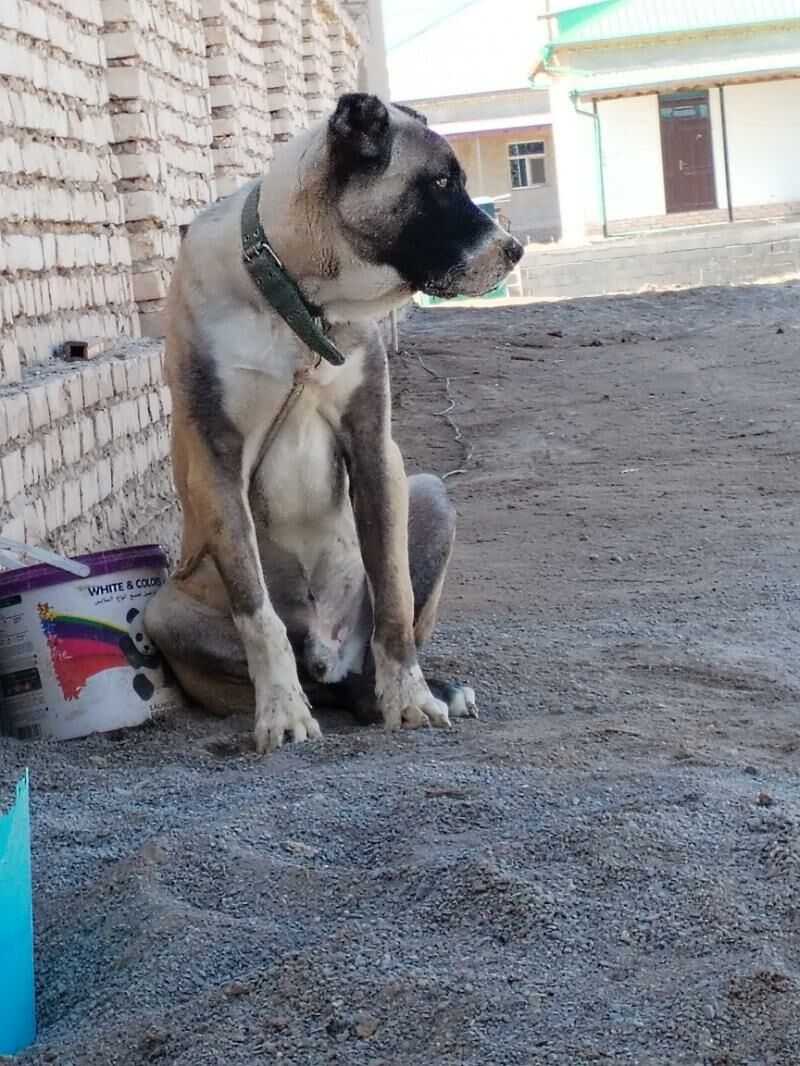 Alabai - Гурбансолтан Едже - img 3