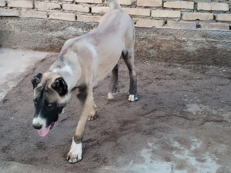 Alabai - Гурбансолтан Едже - img 5