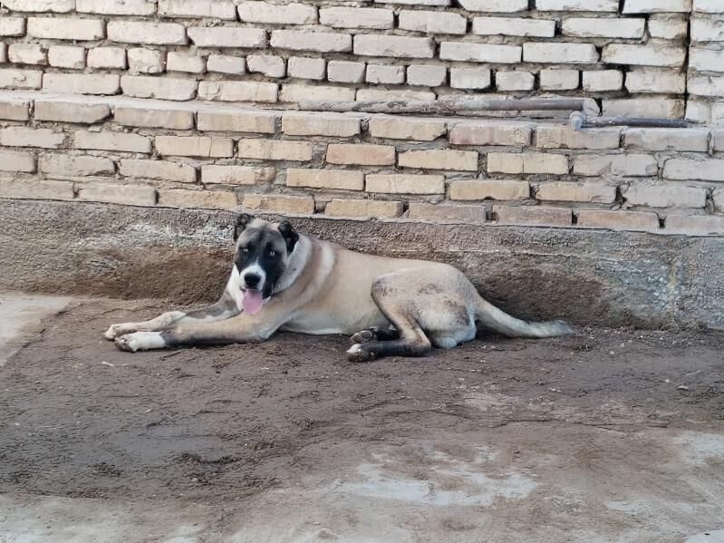 Alabai - Гурбансолтан Едже - img 4