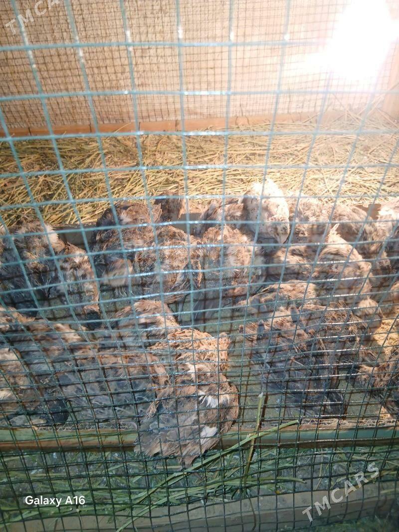 elin bedene jujeleri - Täze zaman - img 4