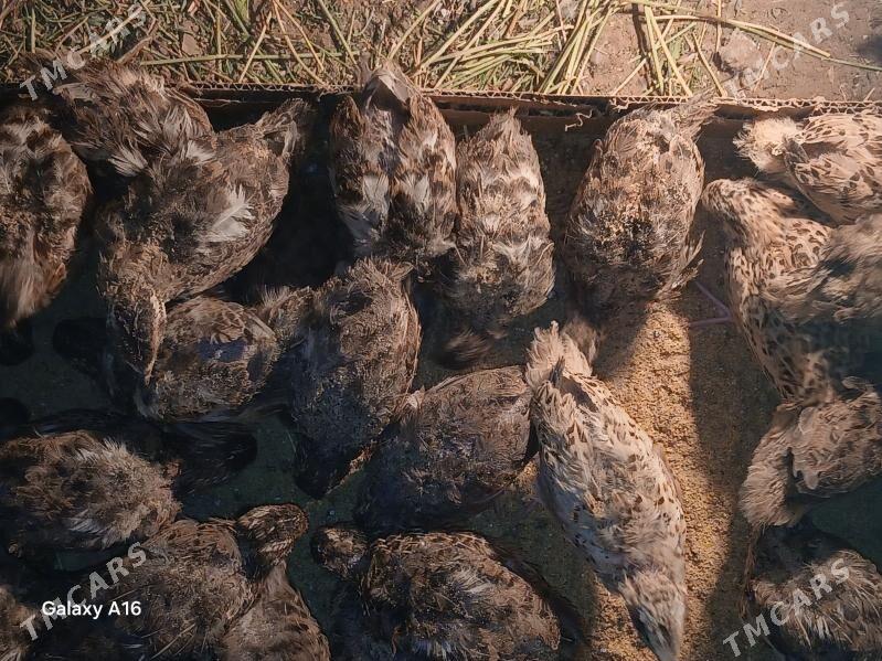 elin bedene jujeleri - Täze zaman - img 2