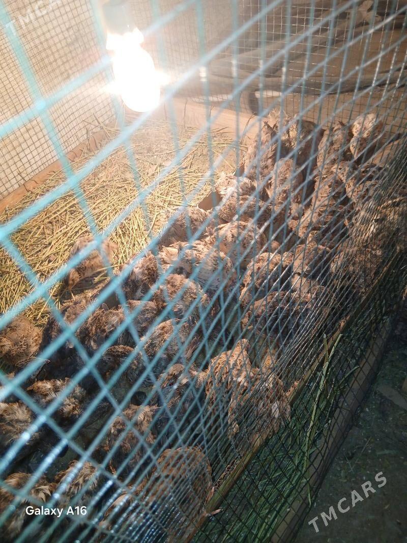 elin bedene jujeleri - Täze zaman - img 3