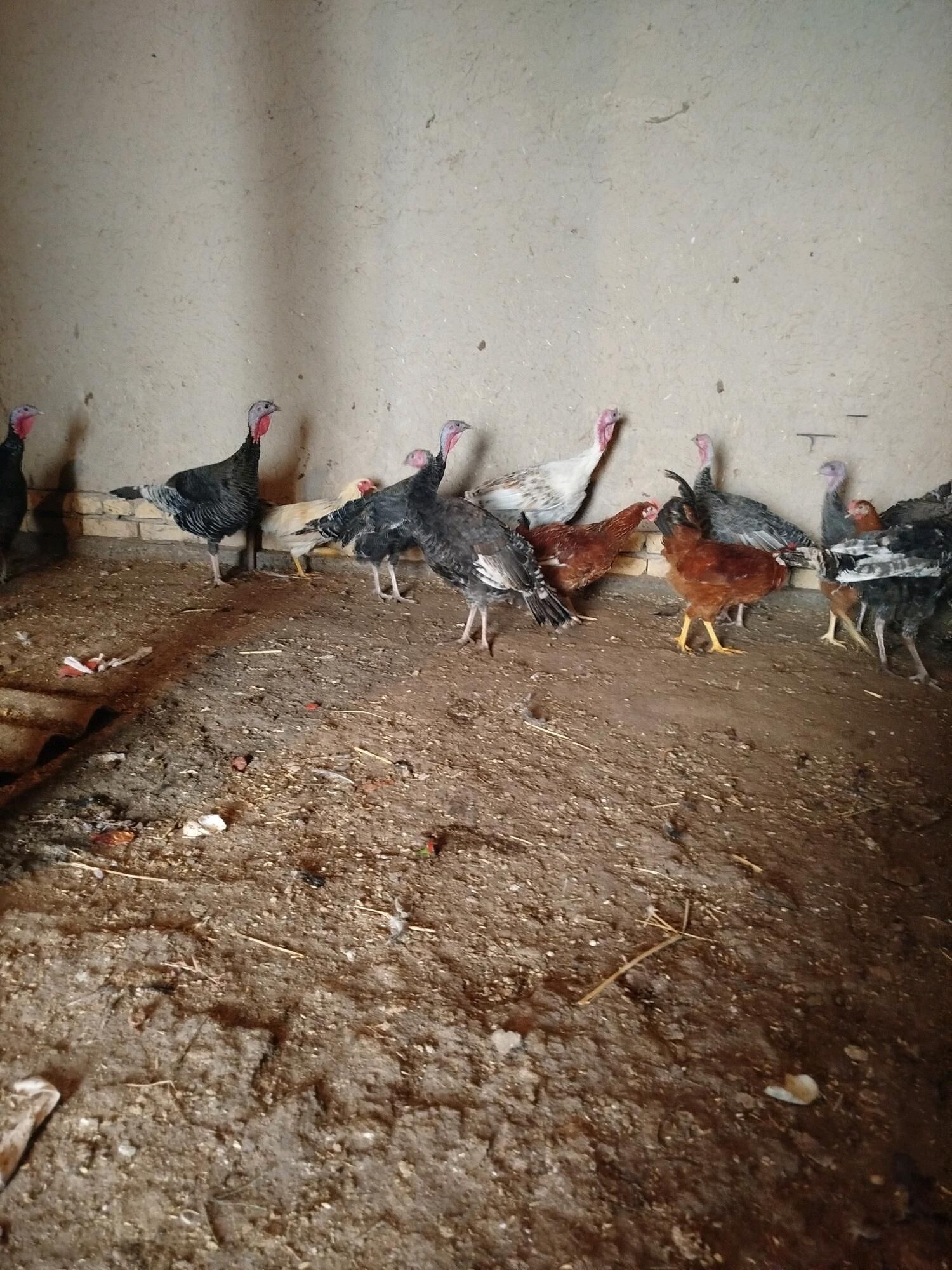 induk - Шабатский этрап - img 2