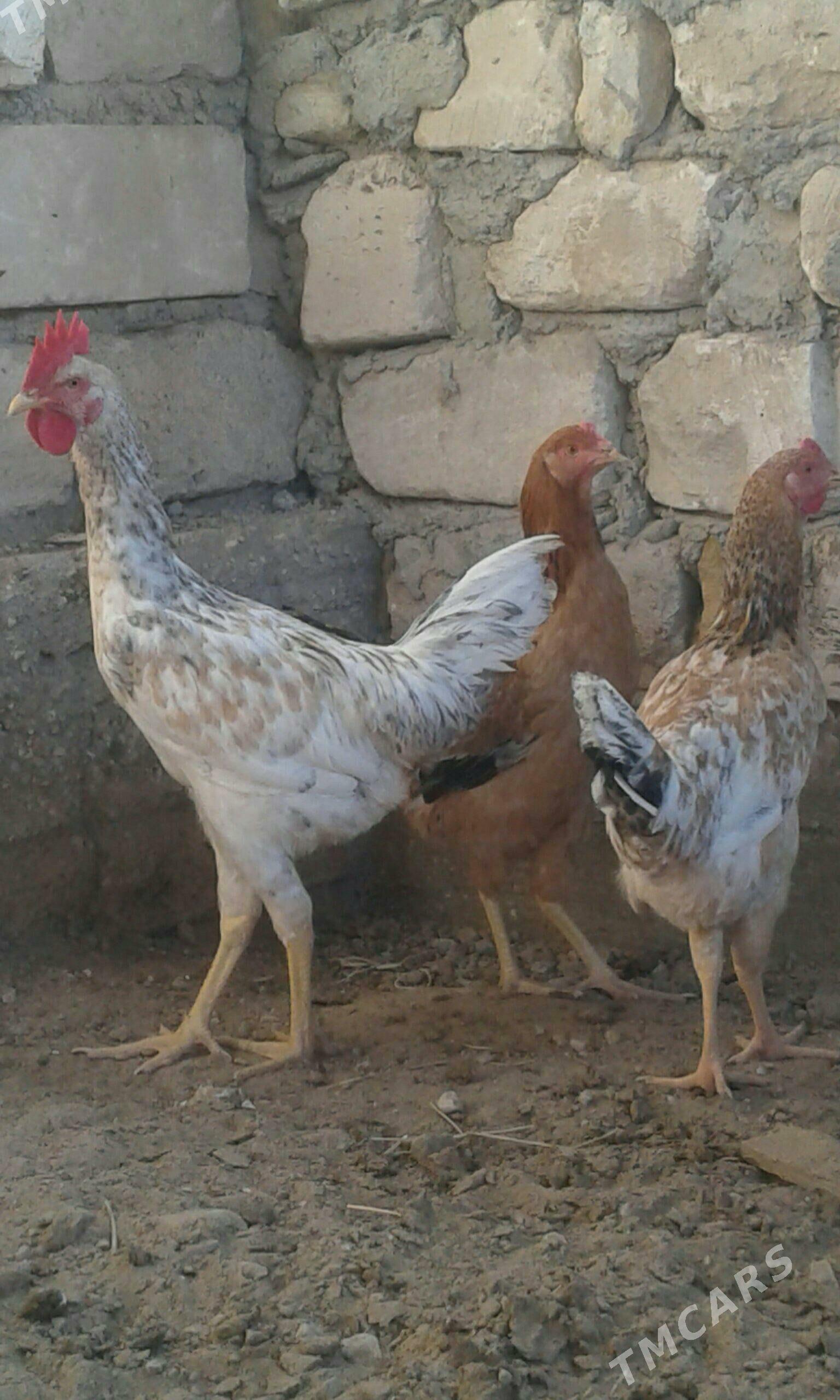 armiyan towuklar - Балканабат - img 1