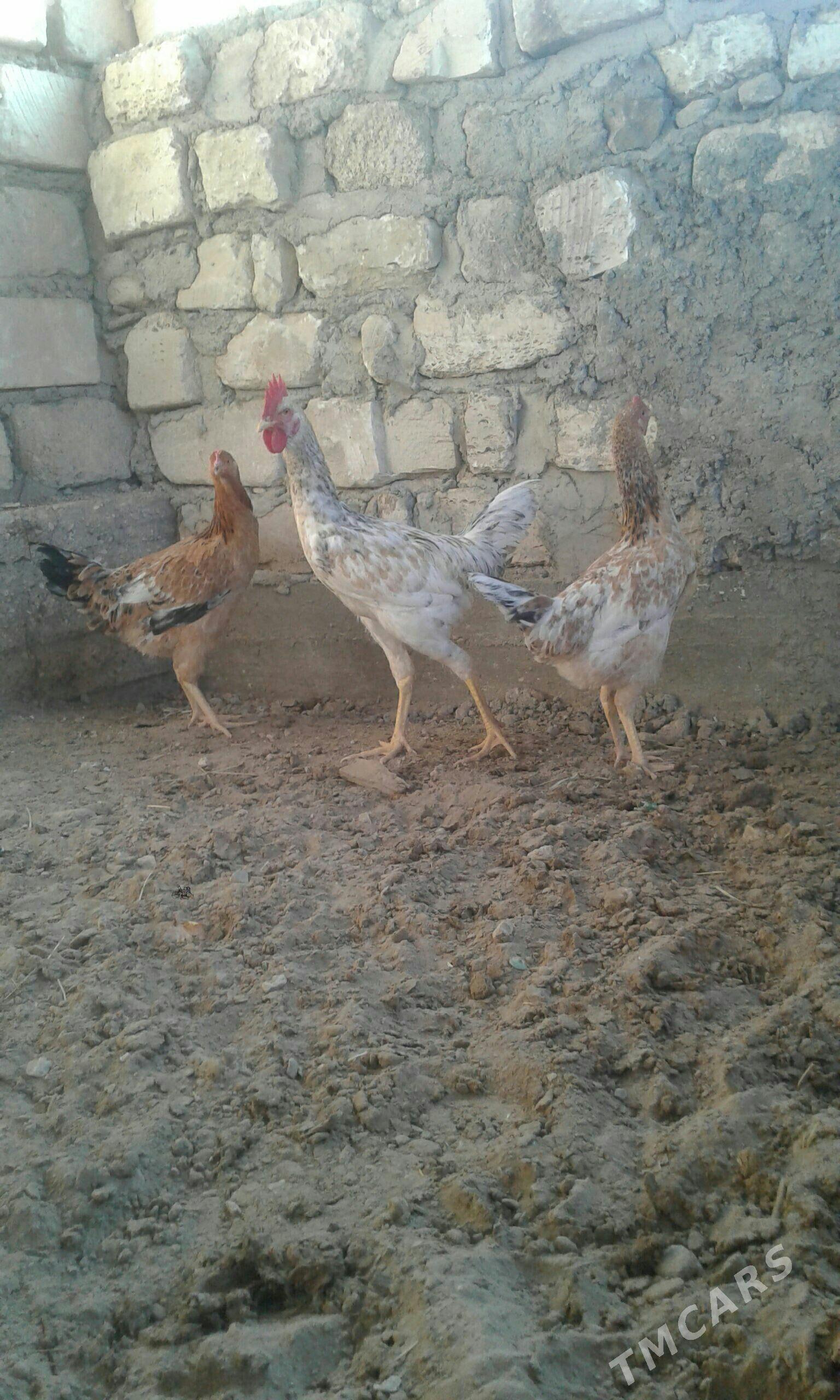 armiyan towuklar - Балканабат - img 2