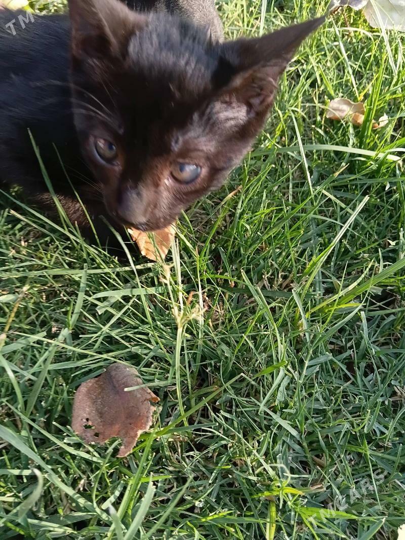 pisik koşki - Gypjak - img 7