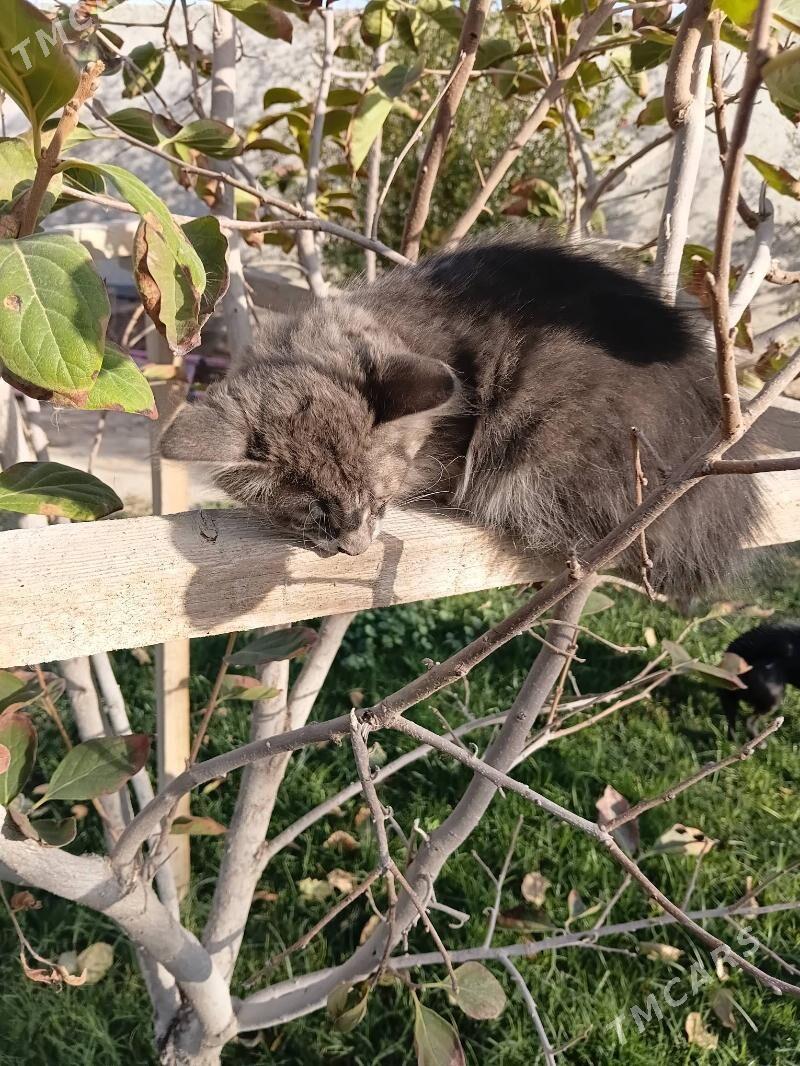 pisik koşki - Gypjak - img 6