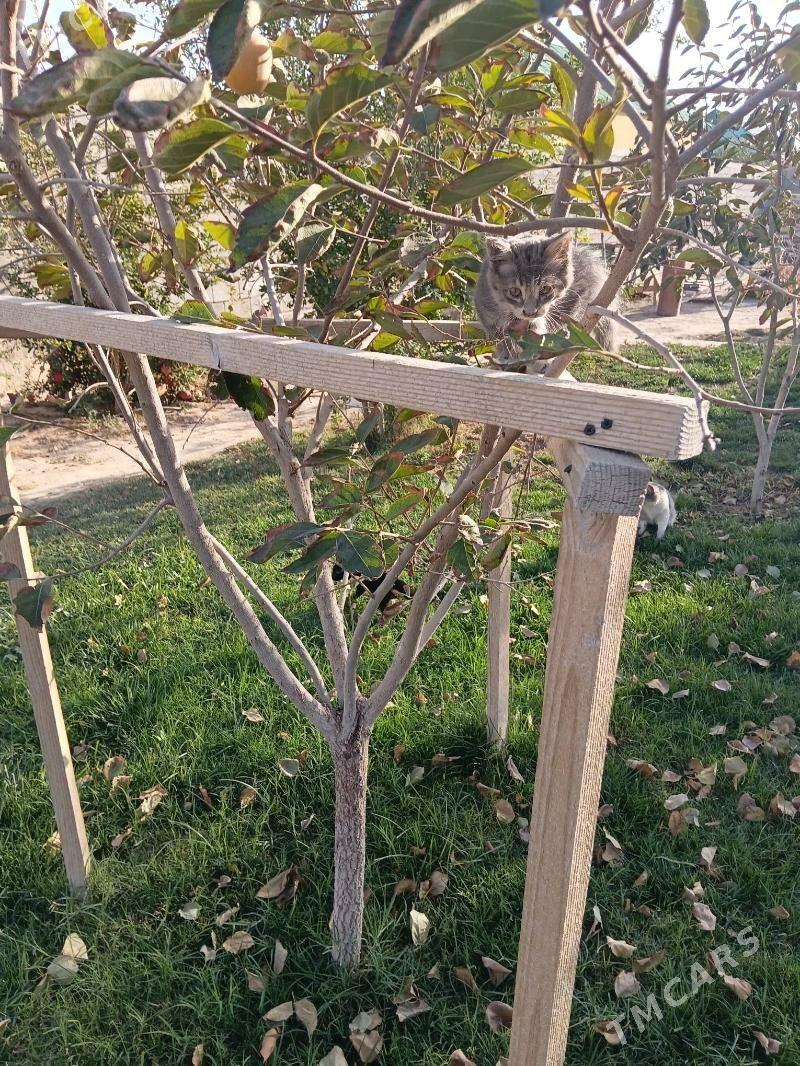 pisik koşki - Gypjak - img 2