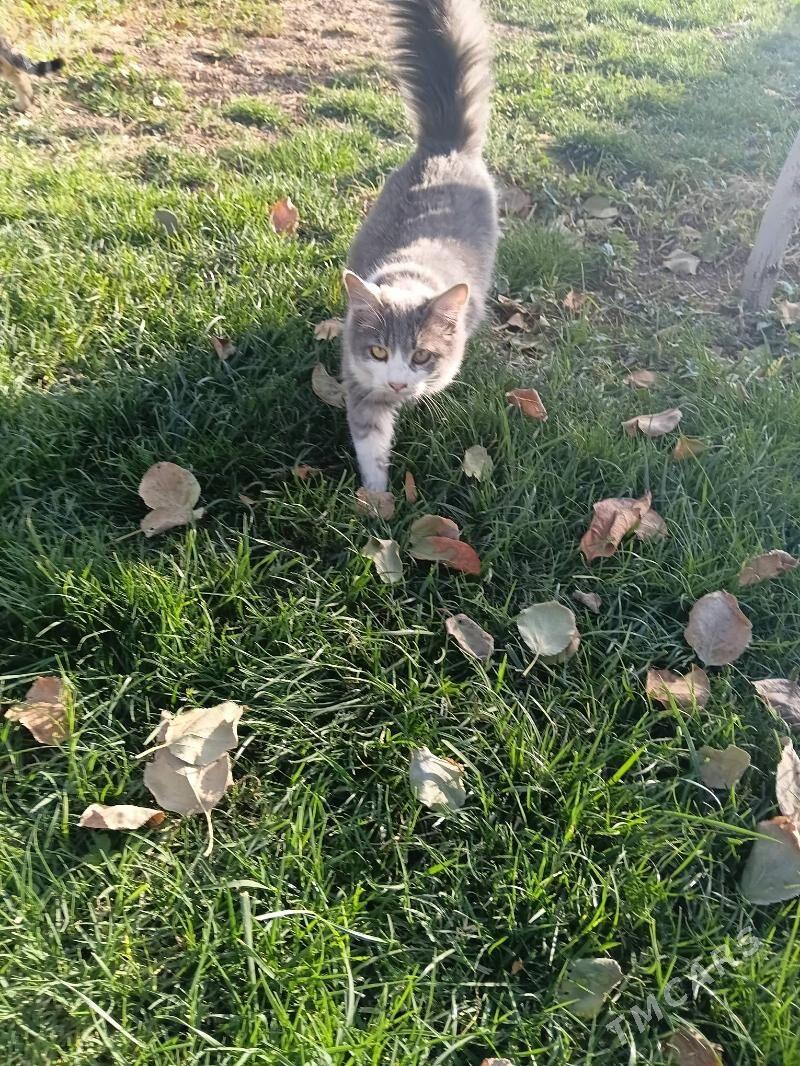 pisik koşki - Кипджак - img 1