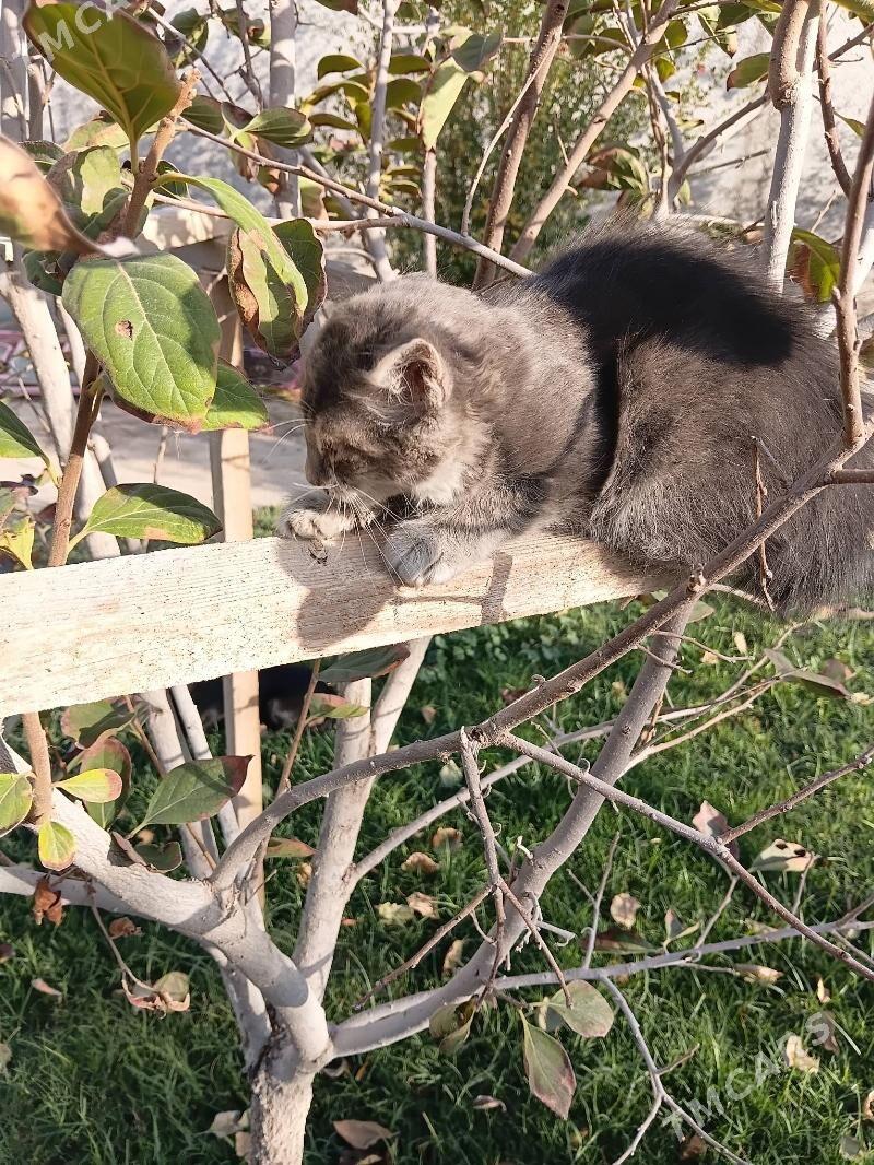 pisik koşki - Gypjak - img 3