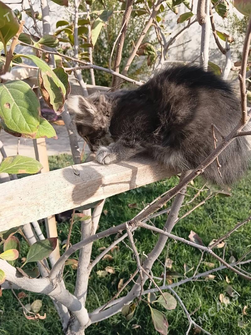 pisik koşki - Gypjak - img 4