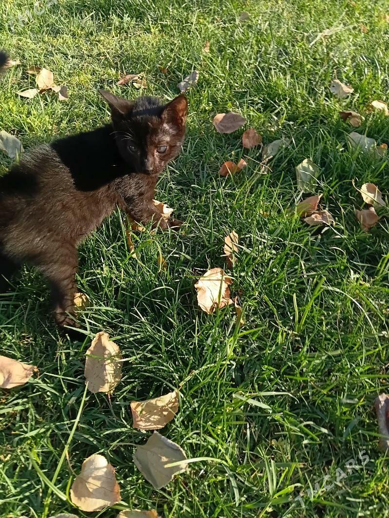 pisik koşki - Gypjak - img 5