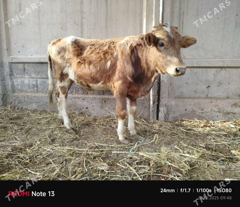 oküzçe - Çärjew - img 2