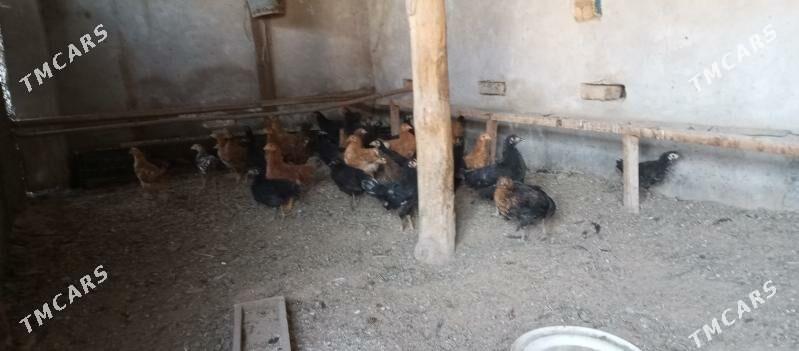 товук 4 айлык - Чарджоу - img 1