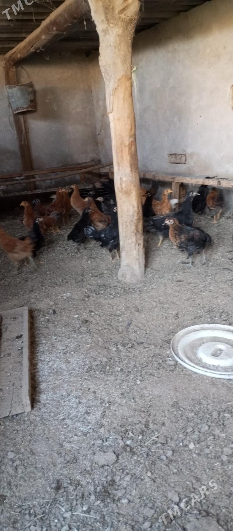 товук 4 айлык - Чарджоу - img 2