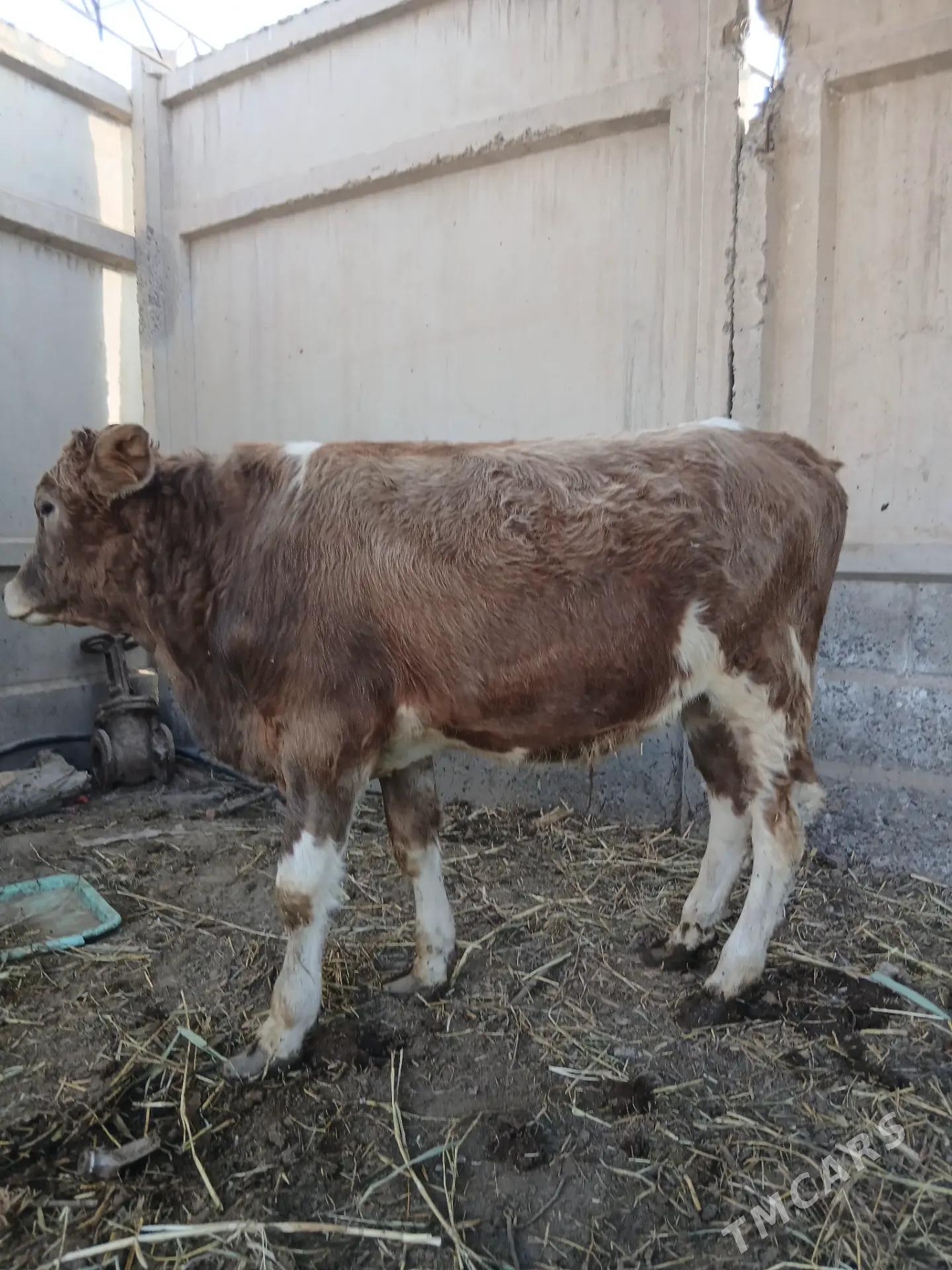 oküzçe - Çärjew - img 1