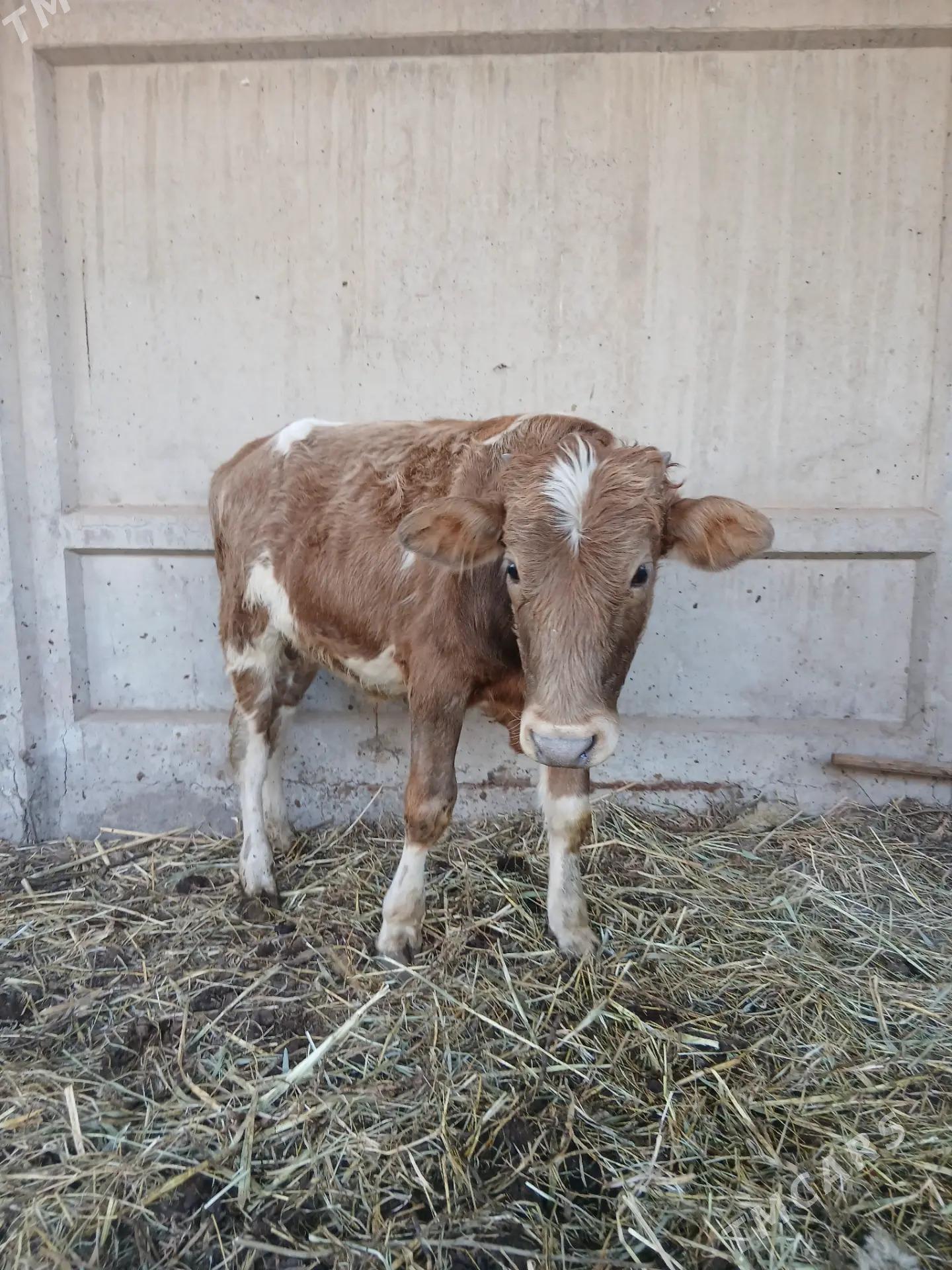 oküzçe - Çärjew - img 3