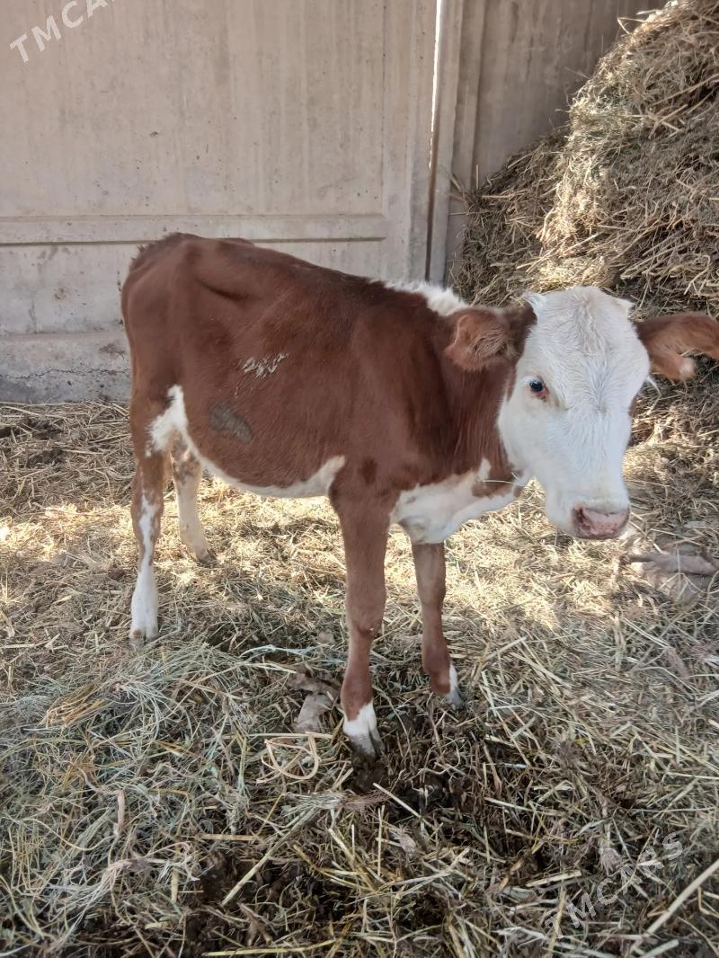 unajyn - Чарджоу - img 3