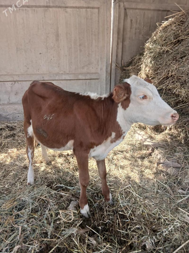 unajyn - Чарджоу - img 2