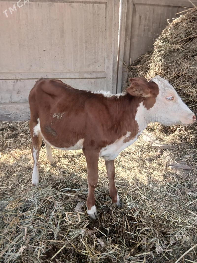 unajyn - Чарджоу - img 1