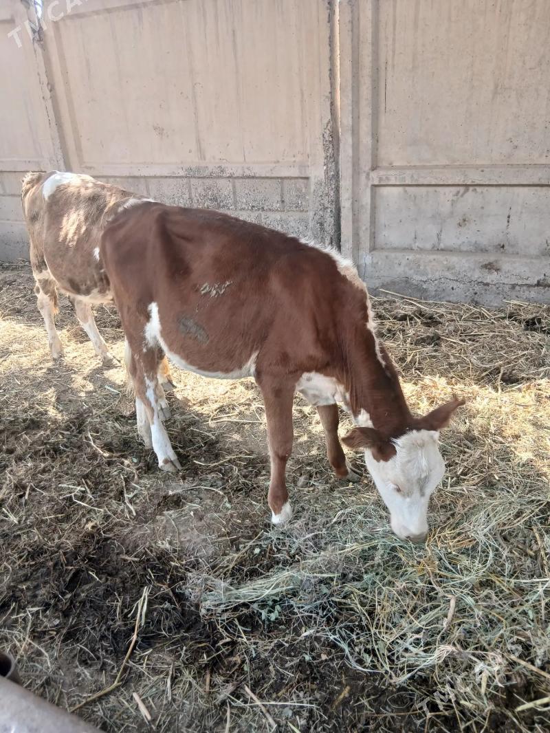 unajyn - Чарджоу - img 4