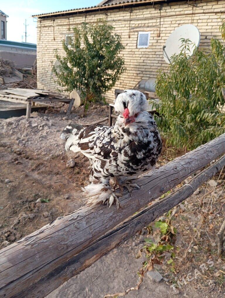 Тройка карлик - Чарджоу - img 1