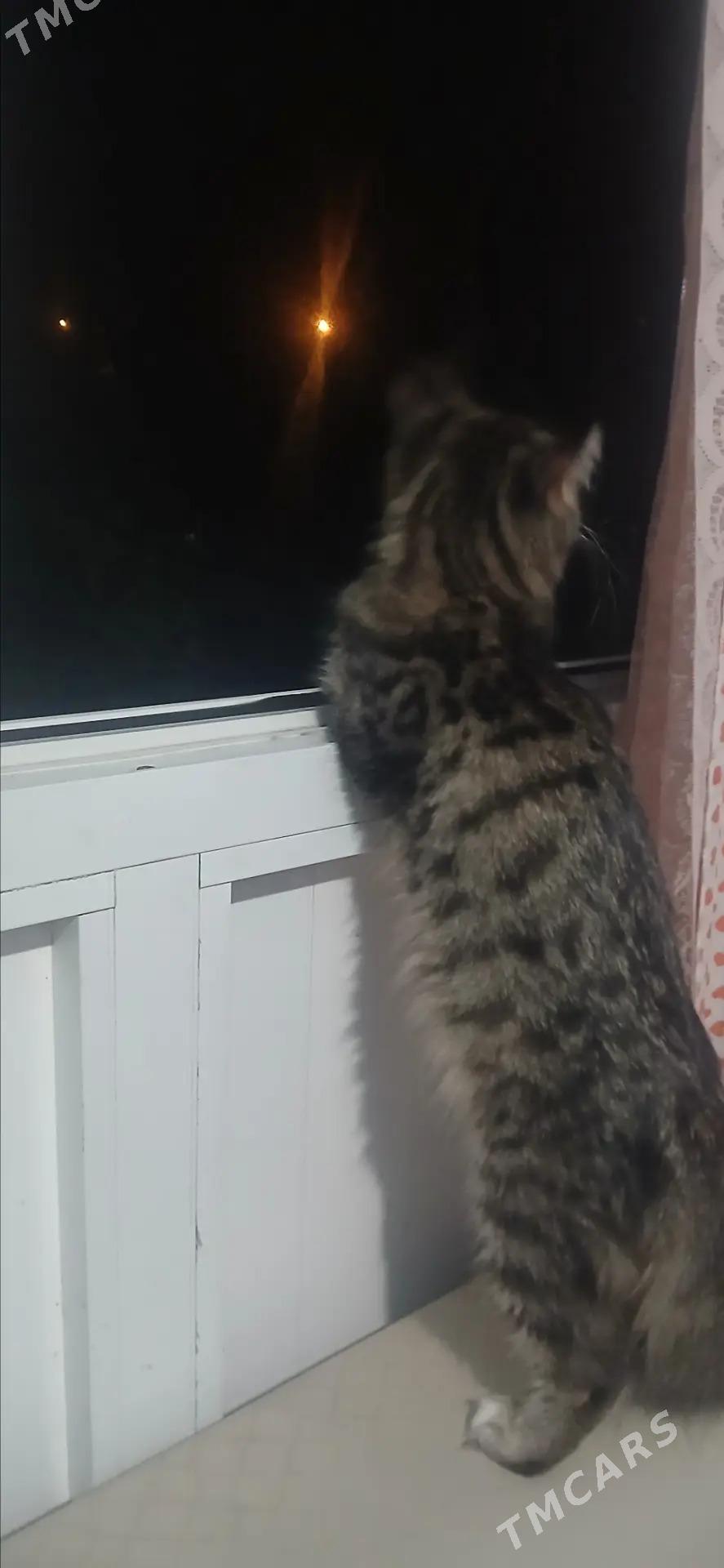 мин кун порода кошка - Туркменабат - img 1