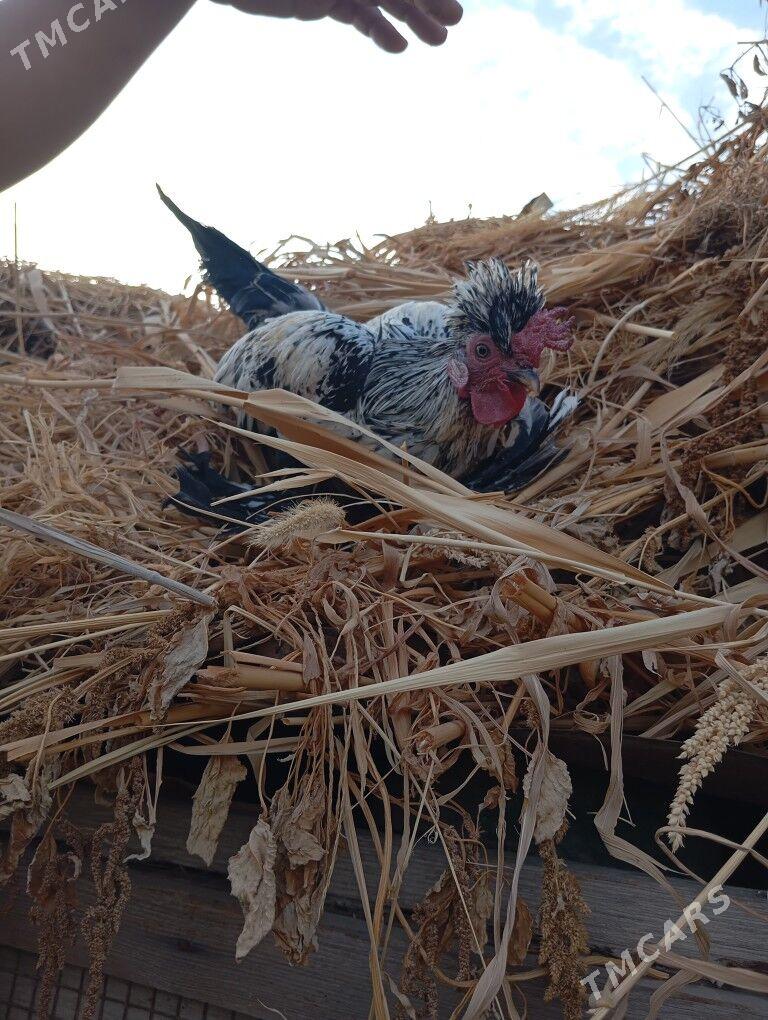 Тройка карлик - Чарджоу - img 6