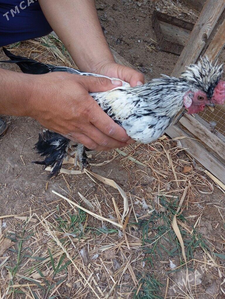 Тройка карлик - Чарджоу - img 2