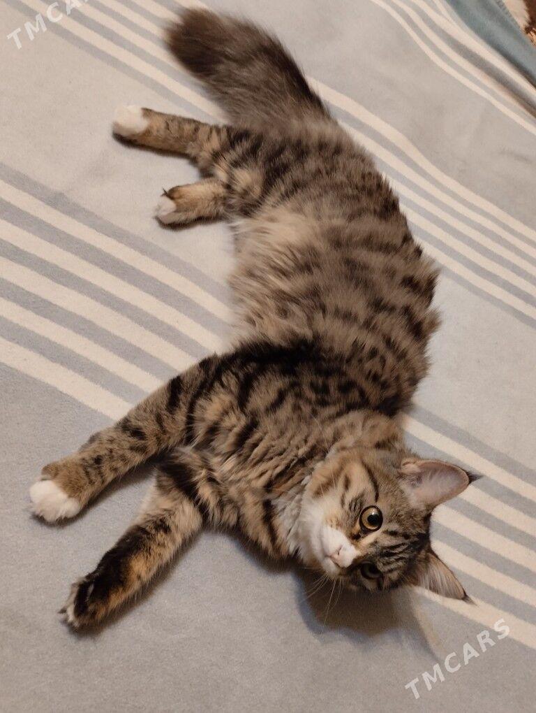 мин кун порода кошка - Туркменабат - img 2