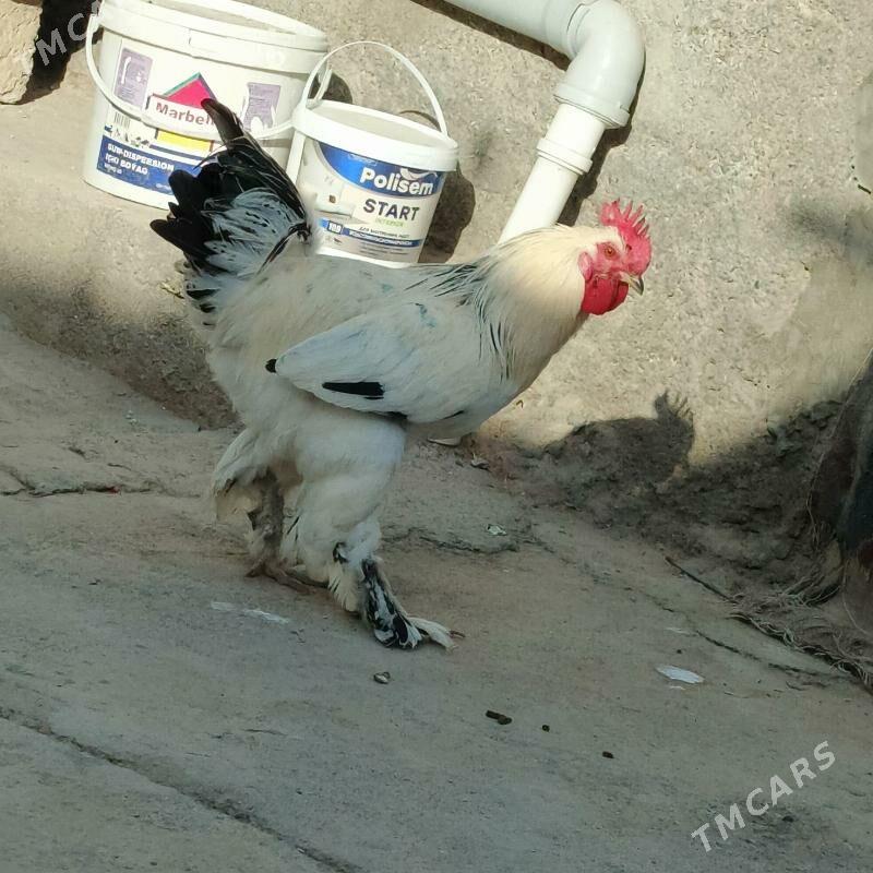 horzlar - Гарадамак - img 3