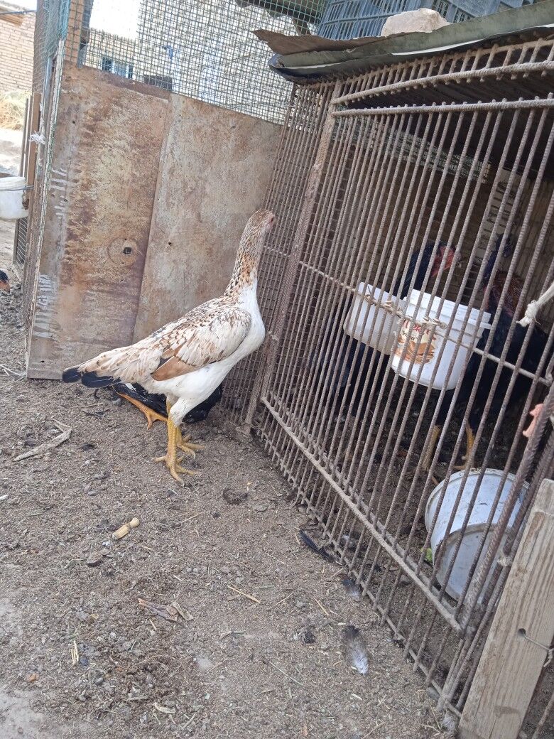 towuk we horazlar - Дянев - img 5