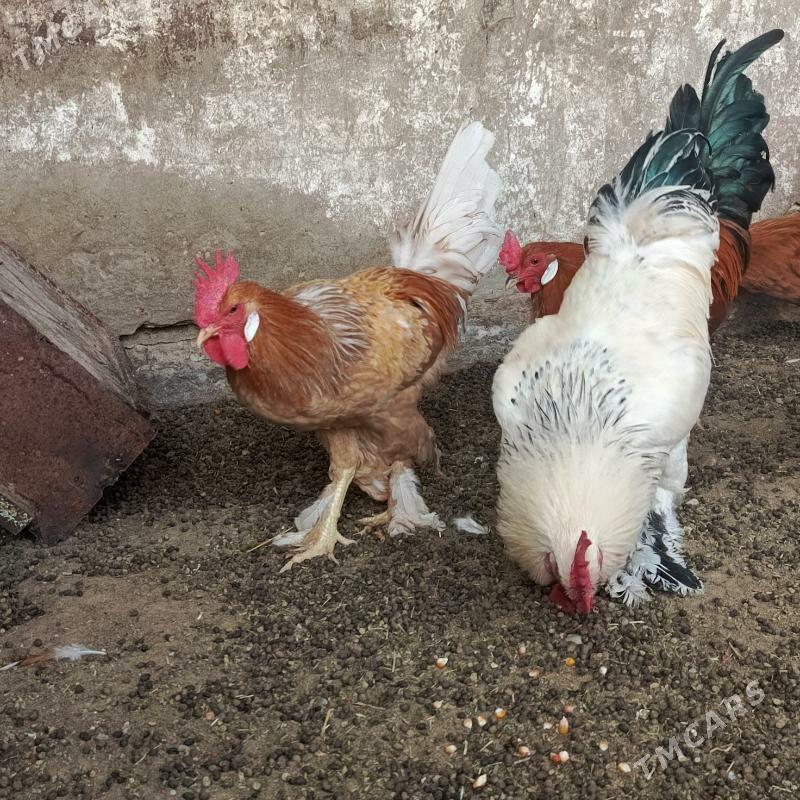 horzlar - Гарадамак - img 2