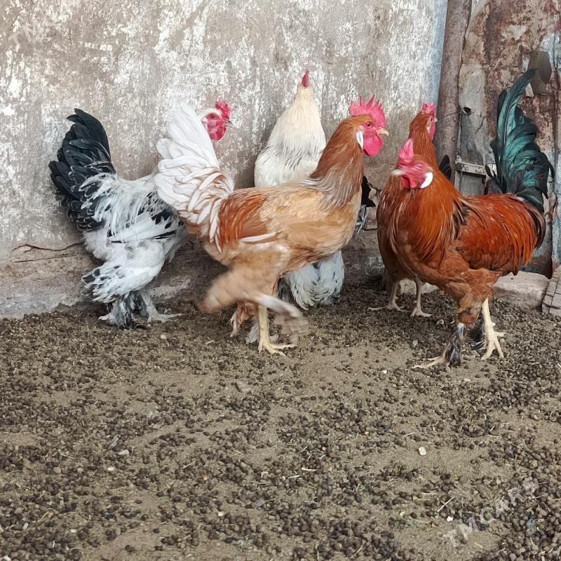 horzlar - Гарадамак - img 1