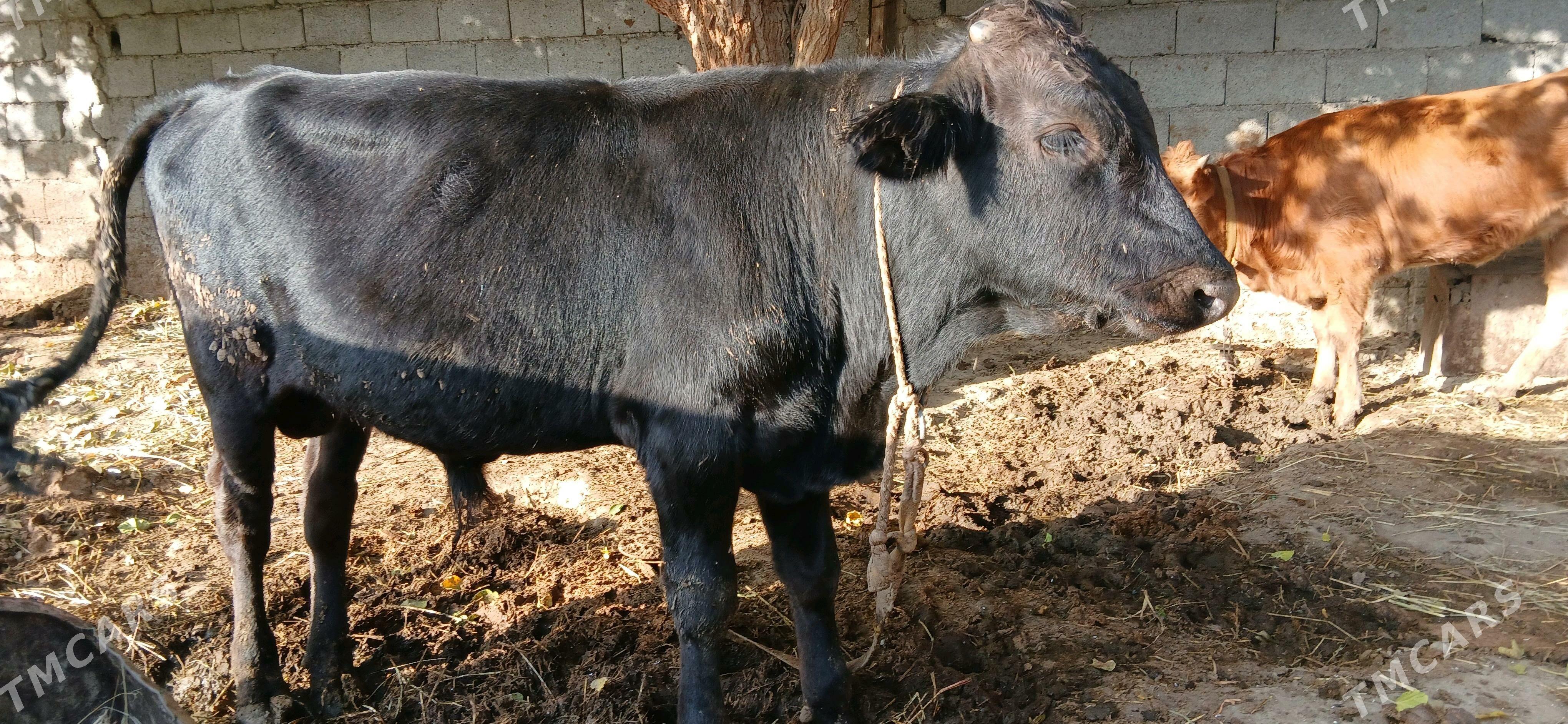 ökuz - Гёкдепе - img 2