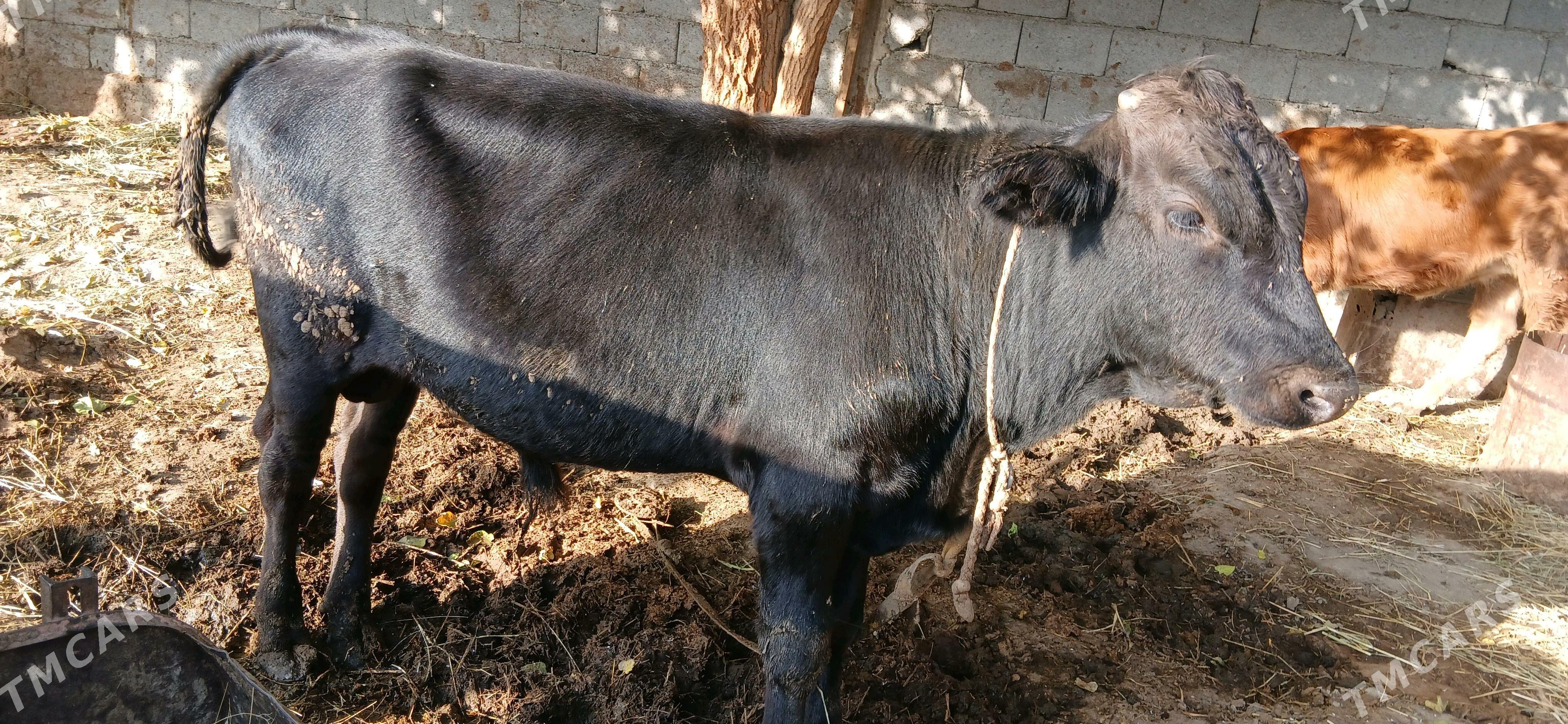 ökuz - Гёкдепе - img 3