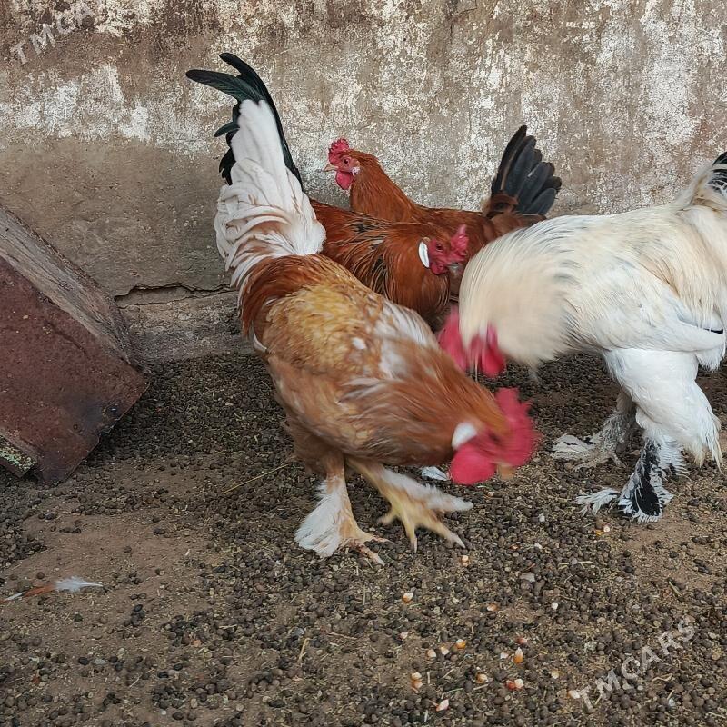 horzlar - Гарадамак - img 5